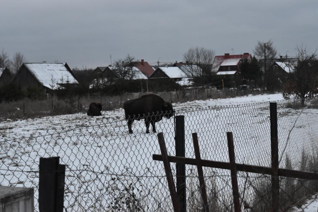 Domek Jaskolka Białowieża Exteriör bild