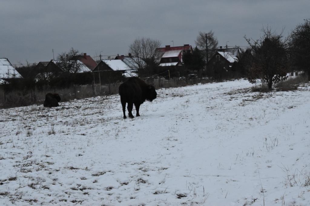 Domek Jaskolka Białowieża Exteriör bild